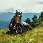 Horse riding tours in Svaneti Caucasus mountains