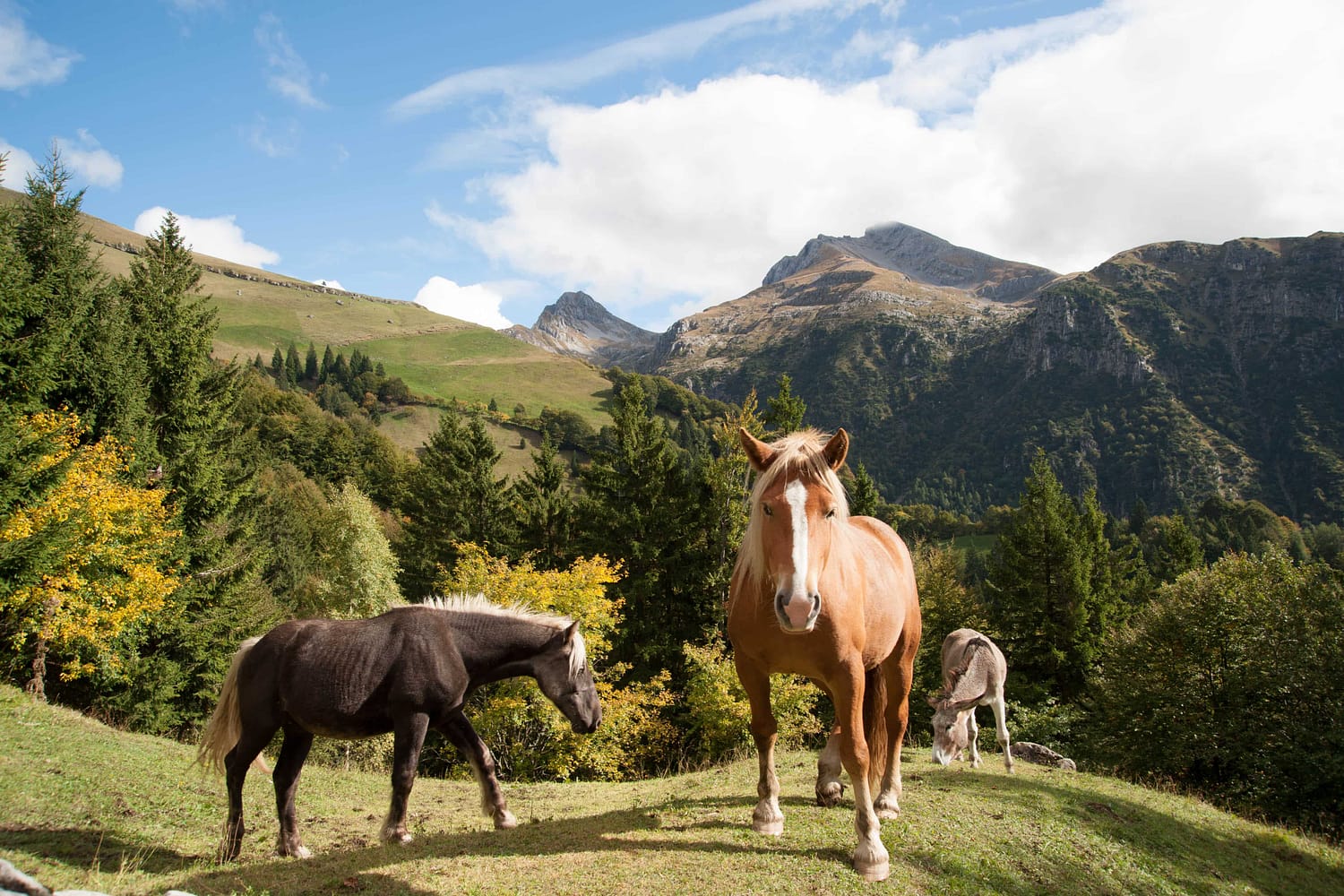 horseback expedition georgia
