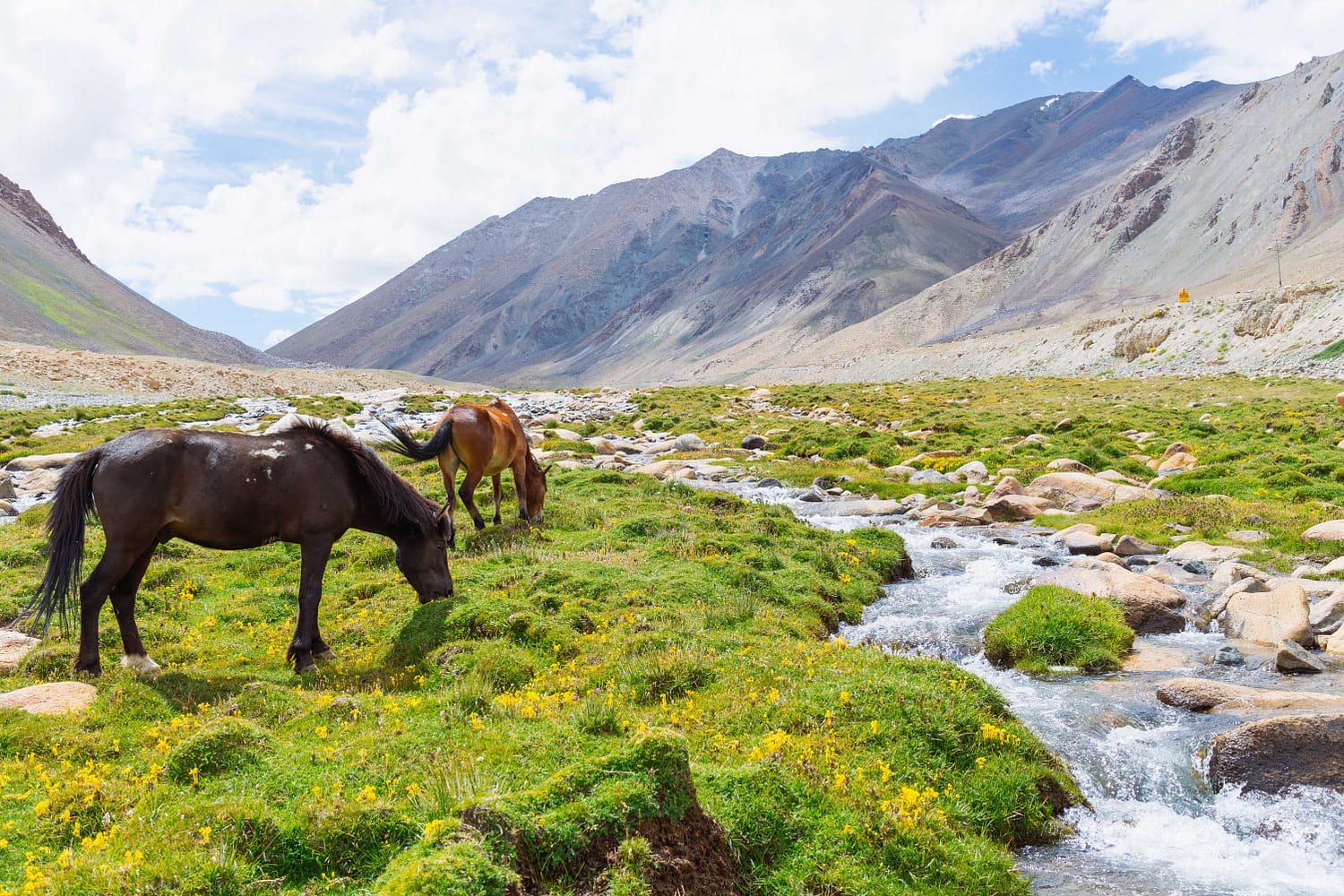 Horse riding tours in mountains, river