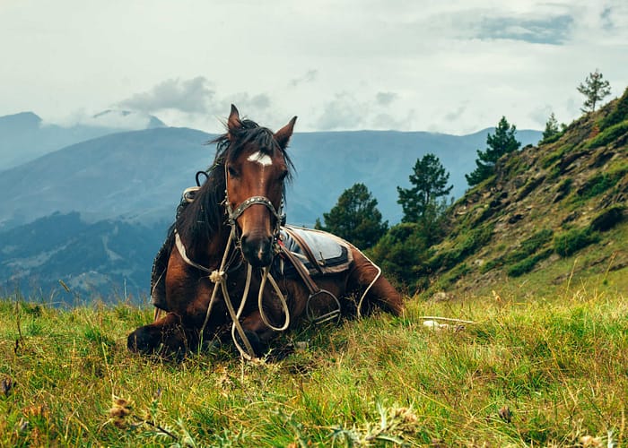 Horse riding tours in Svaneti Caucasus mountains