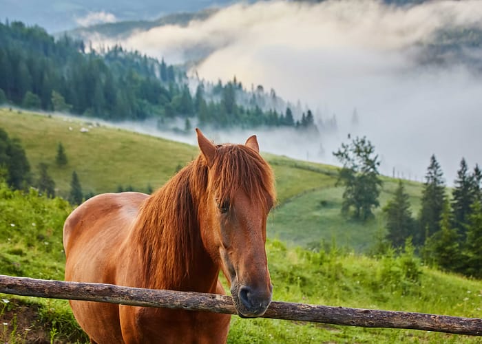 Horse riding tours in mountains
